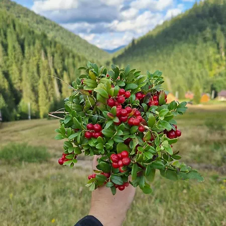 шепіт карпат Casa vacanze