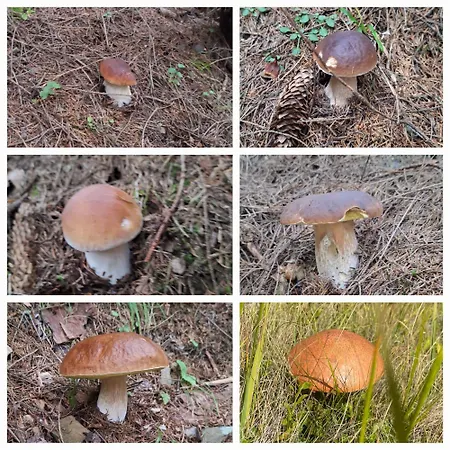 шепіт карпат Ferienhaus *