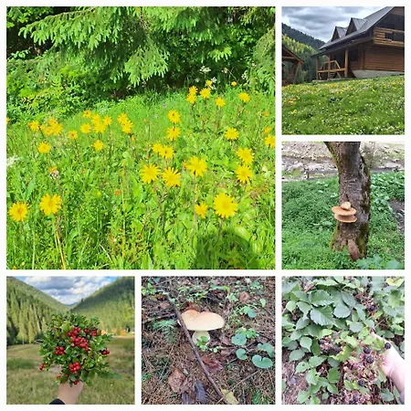 шепіт карпат بيت للعطل *